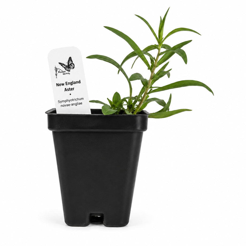 Potted New England Aster plant with a label on a white background