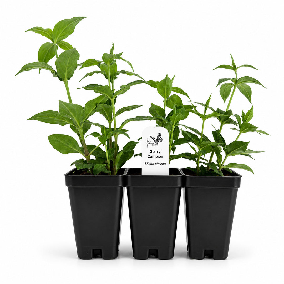 Three potted plants in black pots with a label on a white background