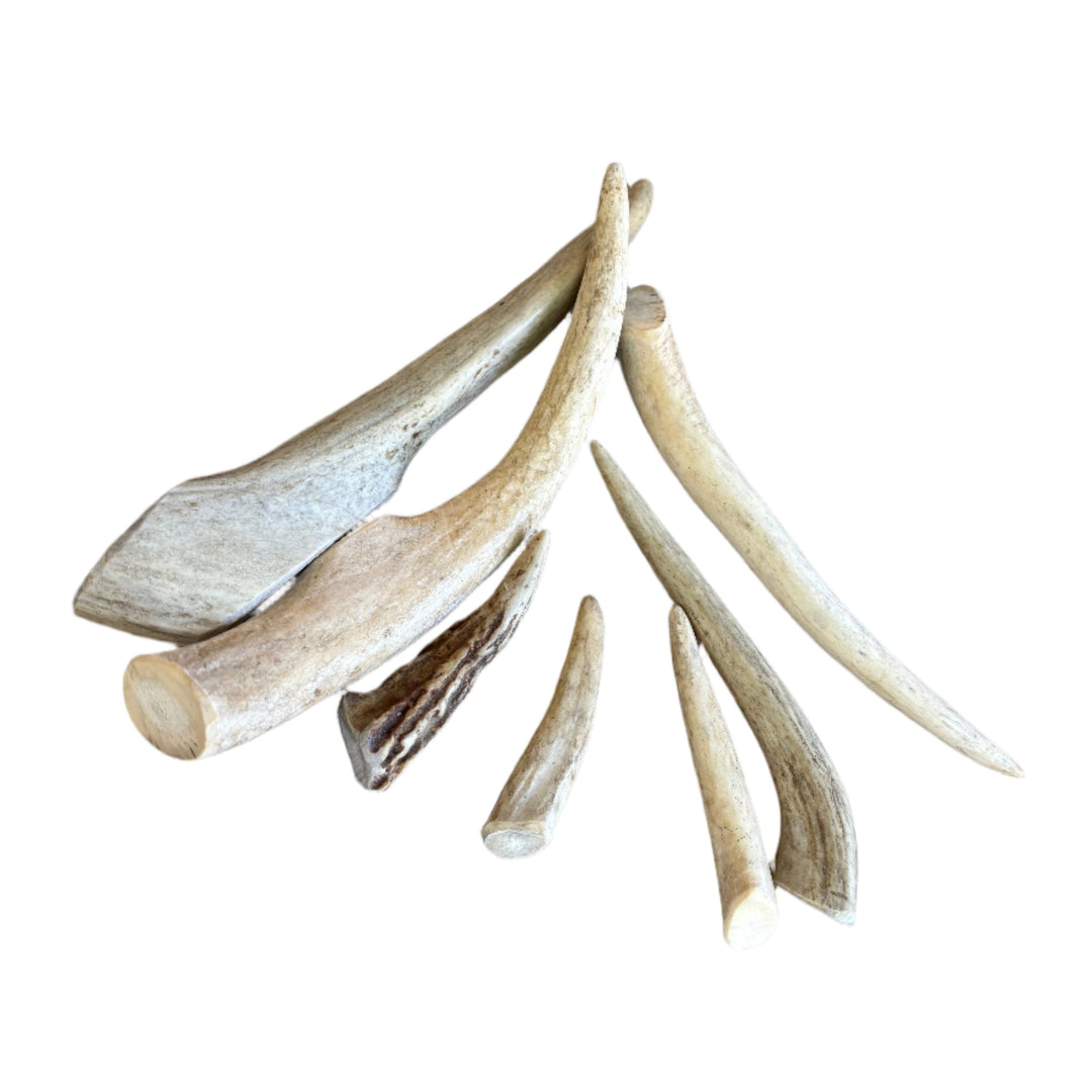 Set of dog chew antlers