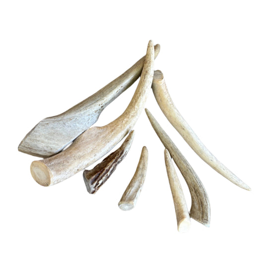 Set of dog chew antlers