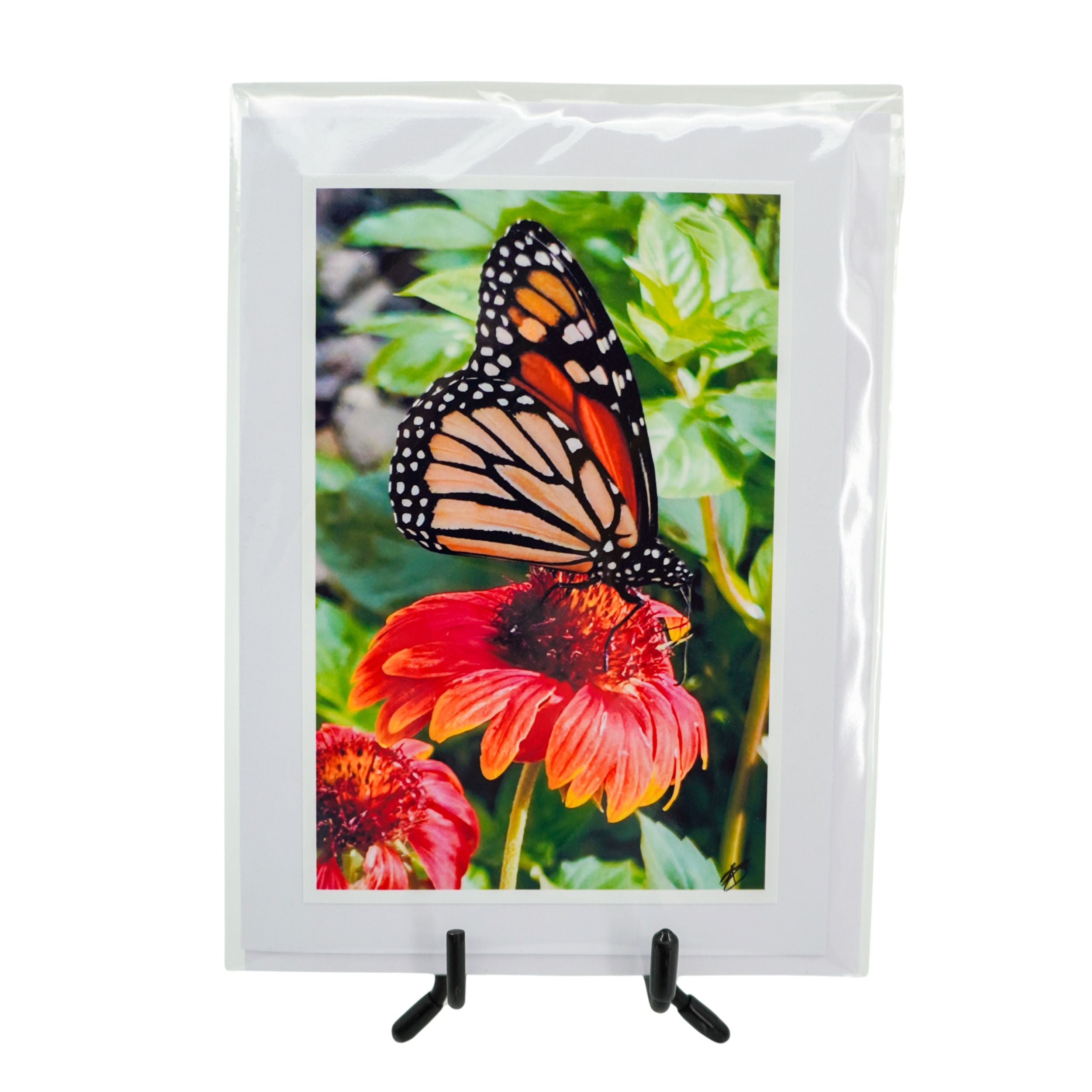 Butterfly on a coneflower card with a white border and stand.
