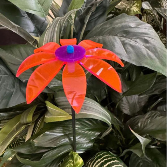 A pink glowing Daisy in leaves