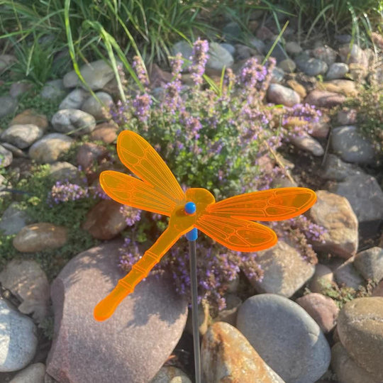 An orange glowing dragonfly on rocks