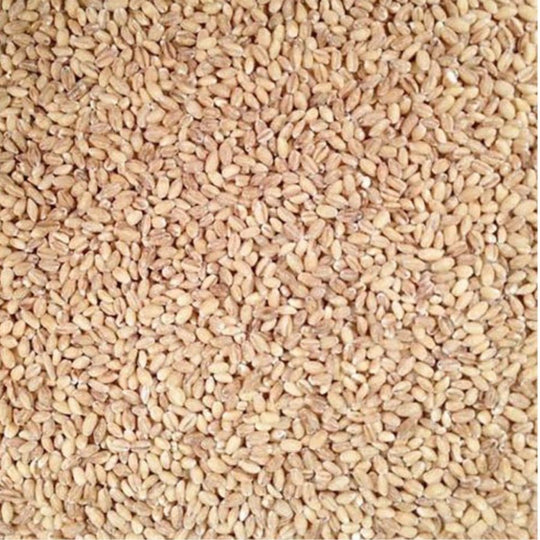 Pile Of Raw, Whole, Organic Hulled Barley