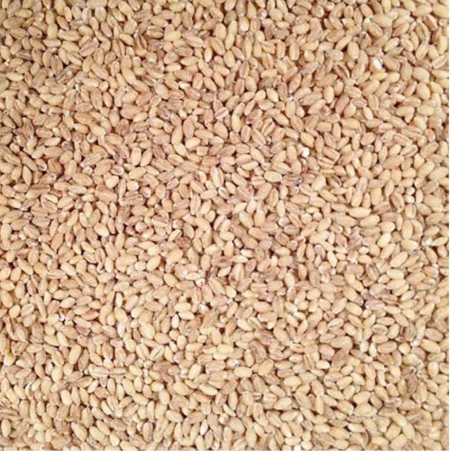 Pile Of Raw, Whole, Organic Hulled Barley