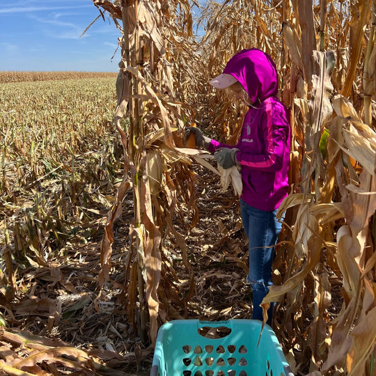Person in a purple jacket walking through a cornfield with a blue chair.