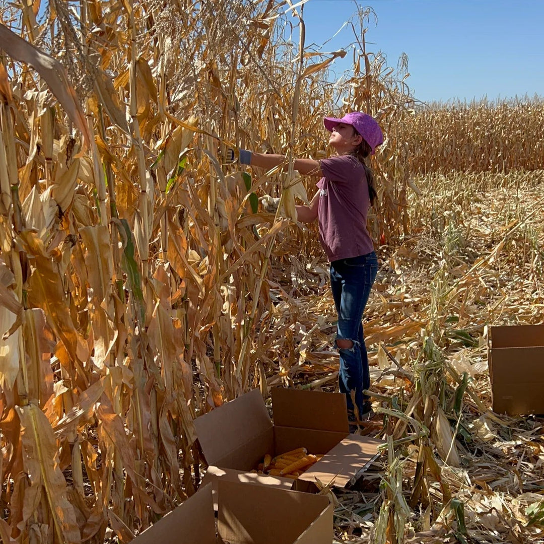 Person collecting corn in a field with a clear blue sky