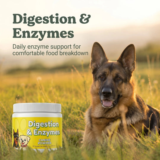 Digestion & Enzymes Canine Powder