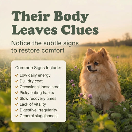 Dog sitting in a field with text about body language and comfort signs.