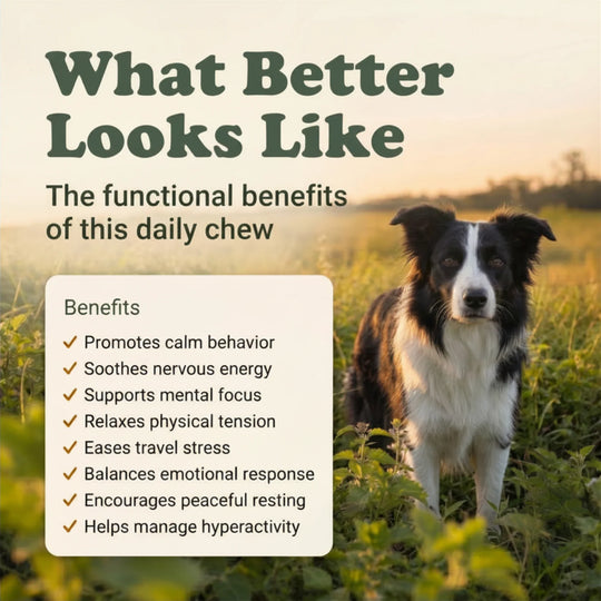 Dog standing in a field with text about the benefits of a daily chew product.