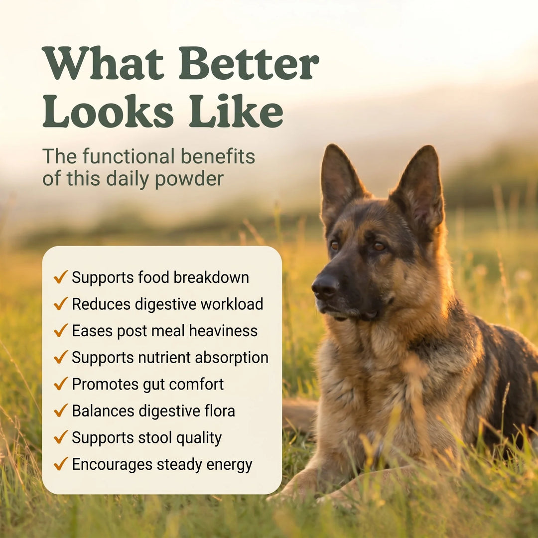 Digestion & Enzymes Canine Powder