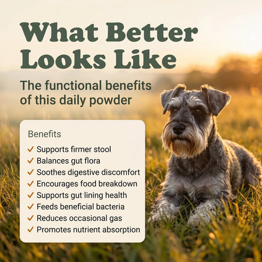 Gut & Flora Canine Powder