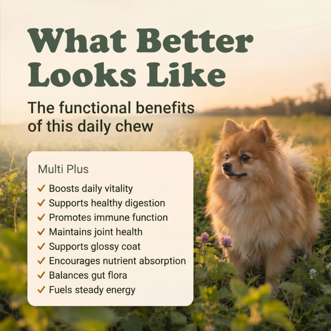 Dog standing in a field with text about the functional benefits of a daily chew supplement.