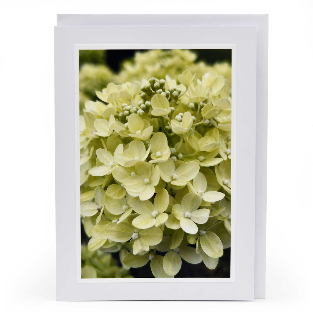 Framed photograph of light green hydrangea flowers on a white background