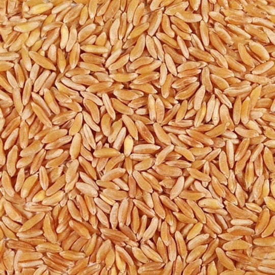 Pile Of Raw, Whole, Organic Kamut Wheat