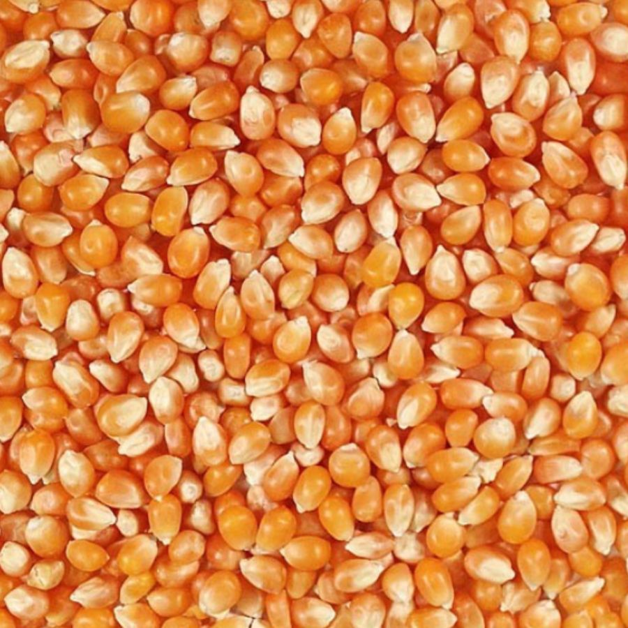 mushroom popcorn seeds for planting Organic Mushroom Popcorn | 2 lb | Non-GMO