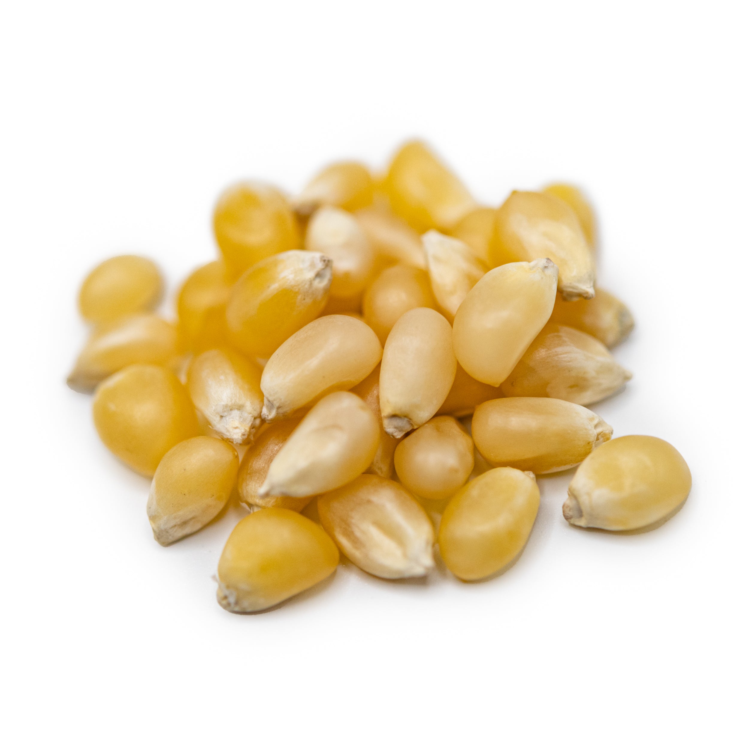 white popcorn kernels bulk