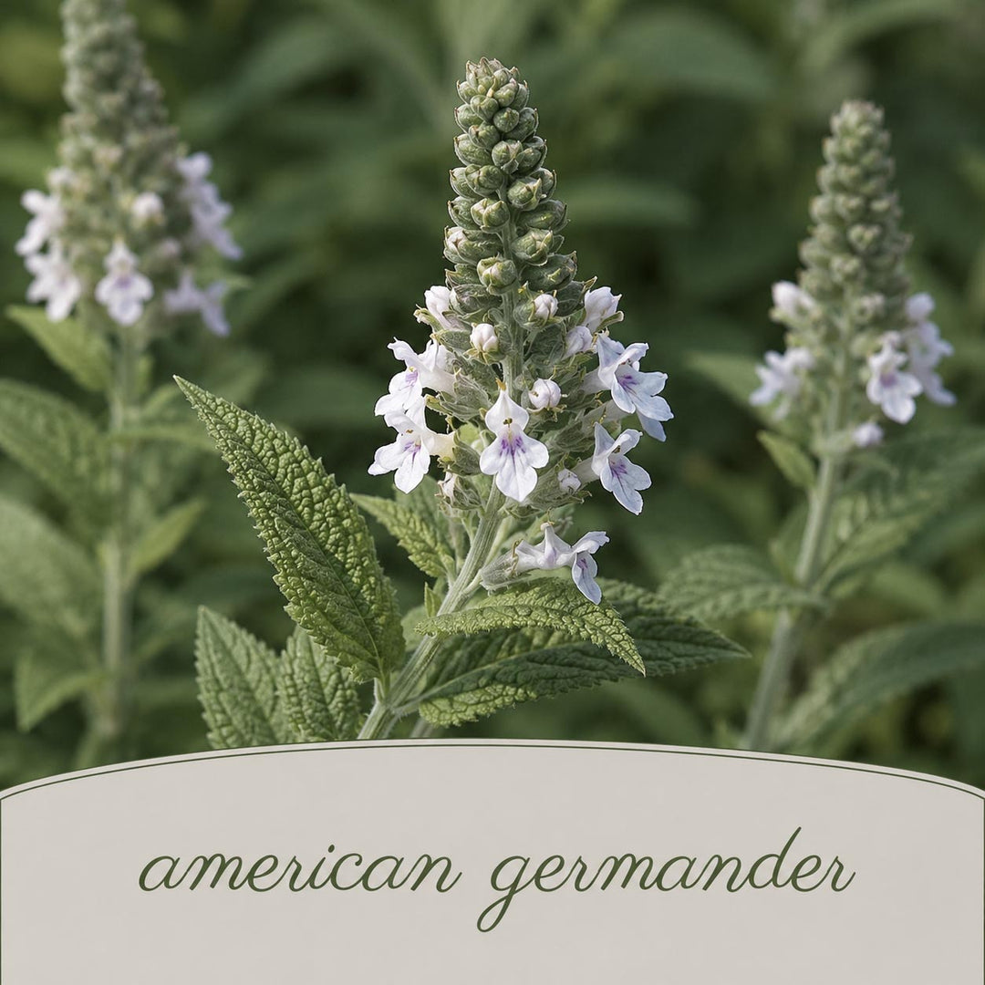 American germander plant with white flowers and green leaves on a blurred green background.