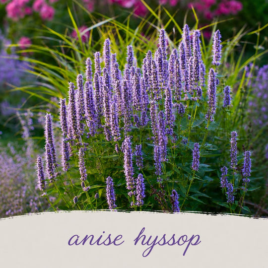 Purple anise hyssop flowers in a garden setting with a blurred background