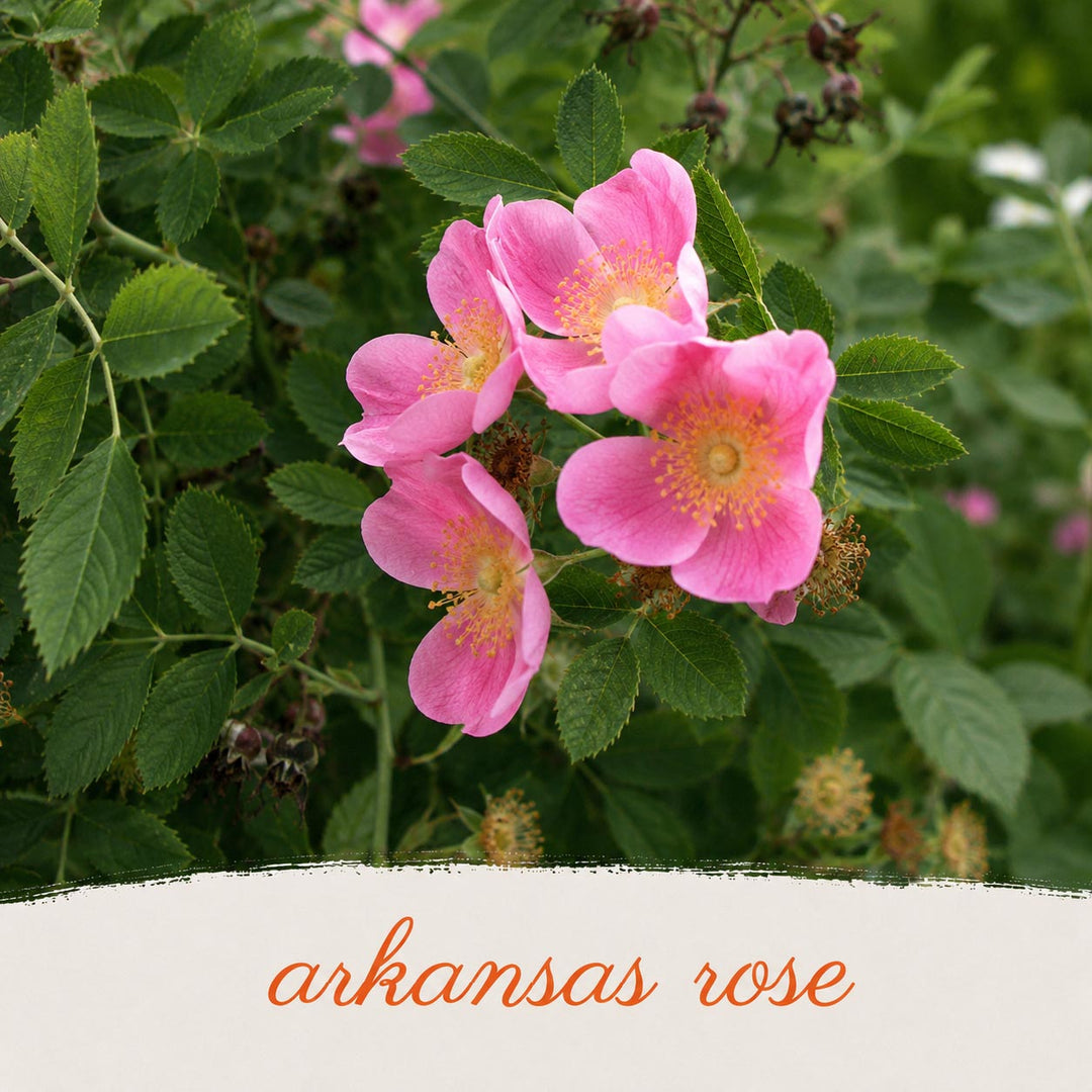 Pink flowers with green leaves and 'arkansas rose' text at the bottom.