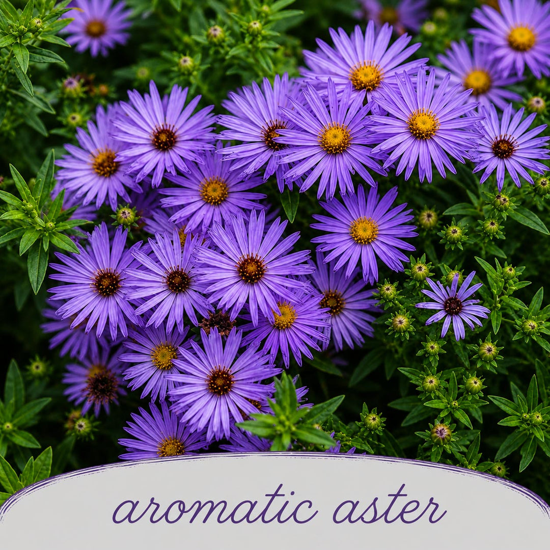 Close-up of purple aster flowers with green leaves and a label reading 'aromatic aster'.