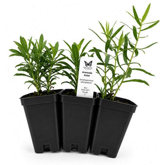Three potted plants with a label on a white background