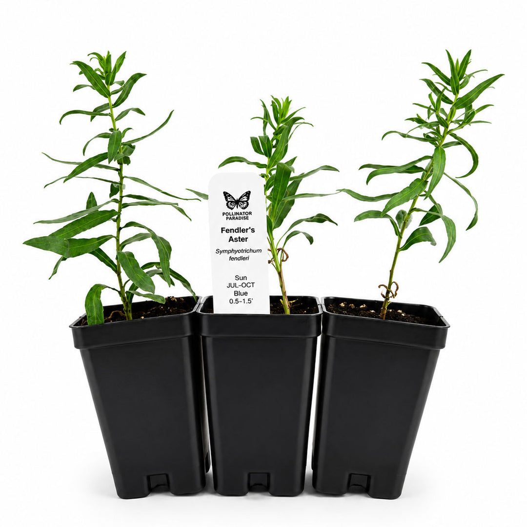 Three potted plants with a label in the center on a white background