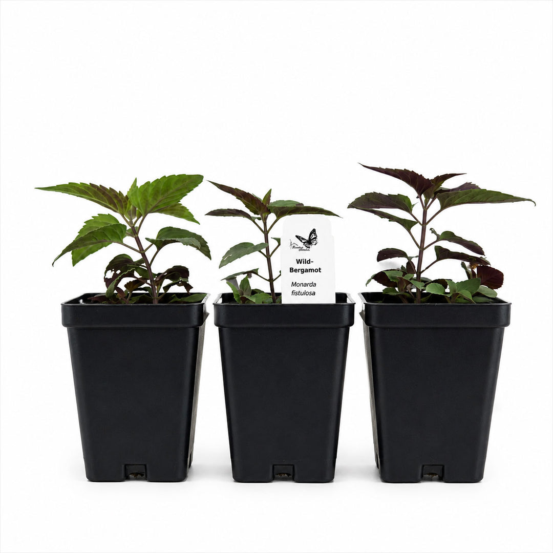 Three potted plants in black pots on a white background
