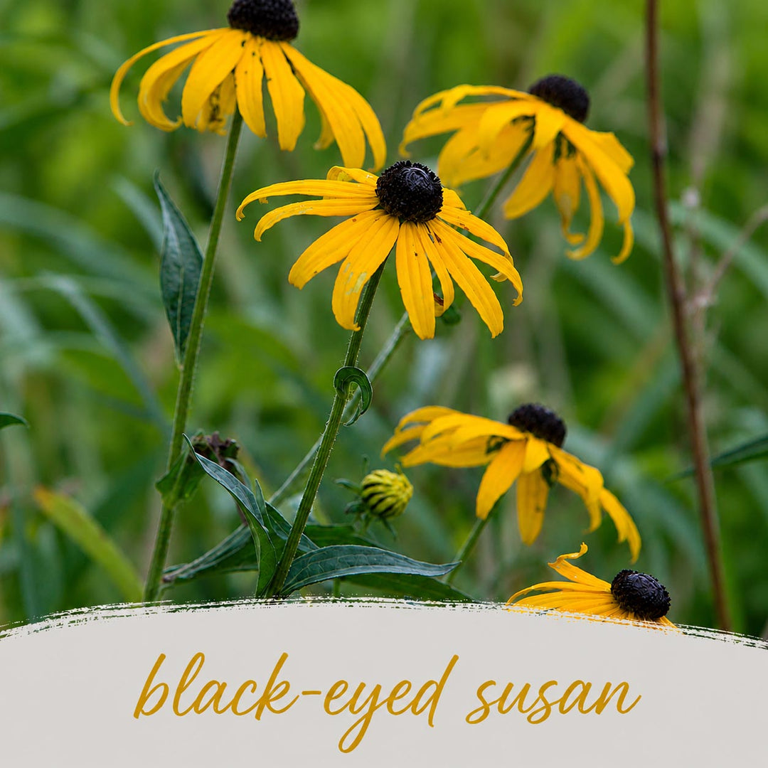 Yellow black-eyed susan flowers with green leaves on a blurred natural background