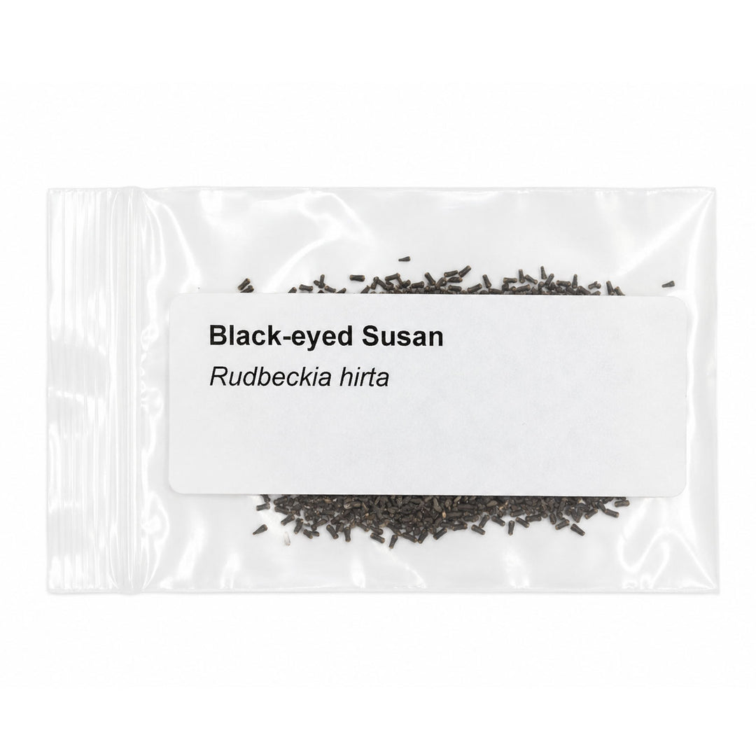 Clear packet of Black-eyed Susan seeds with text on a white background