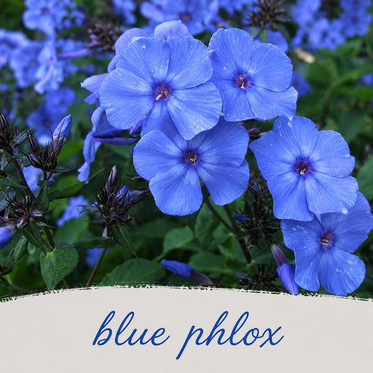 Close-up of blue phlox flowers with a beige banner at the bottom.