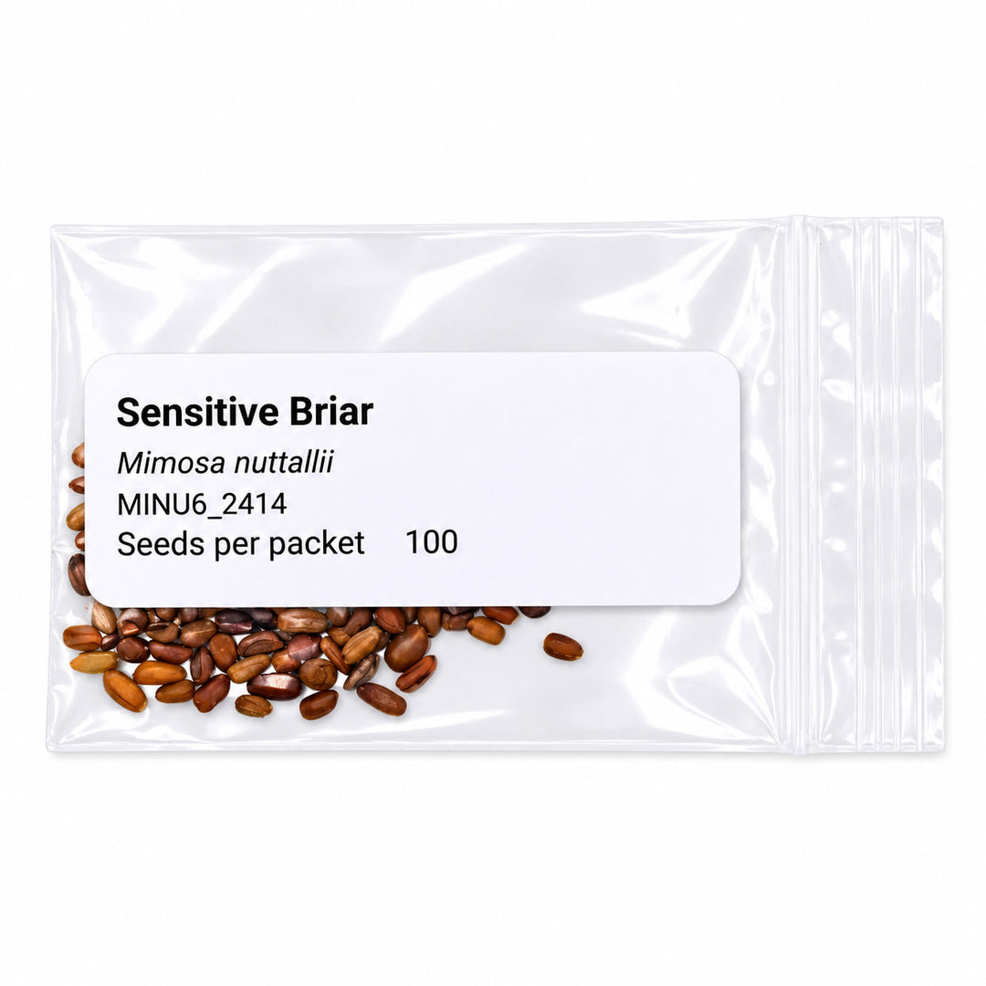Seed packet labeled 'Sensitive Briar' with seeds visible on a white background