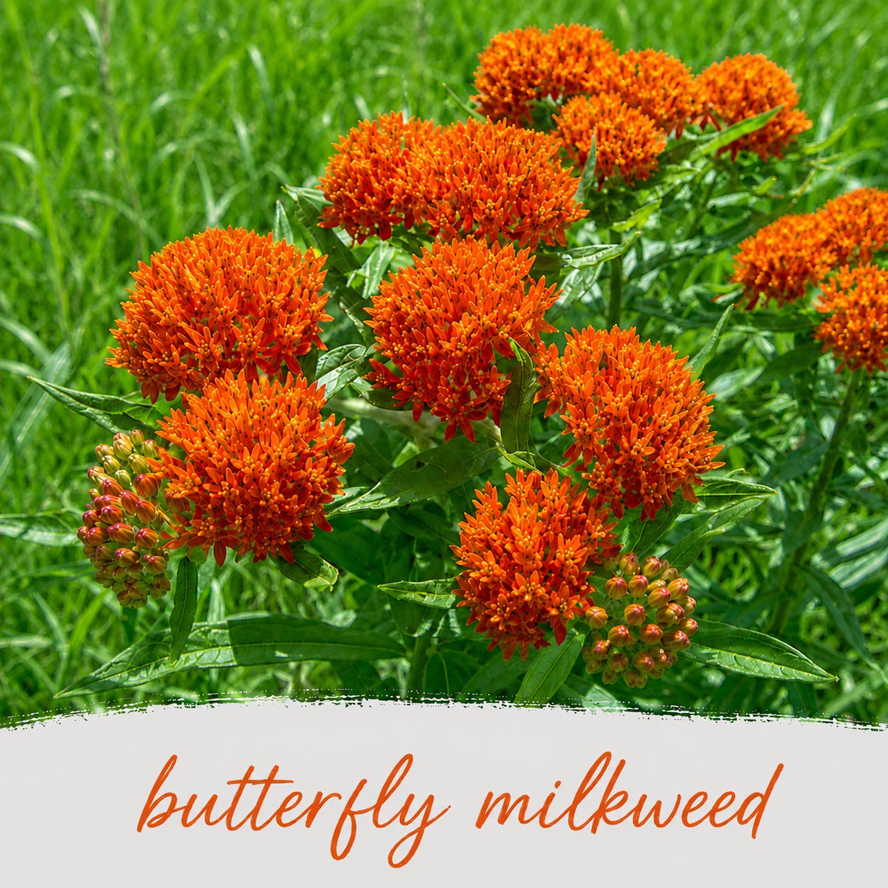 Mini Native Short Pollinator Patch Seed Mix | Prairie Legacy Inc