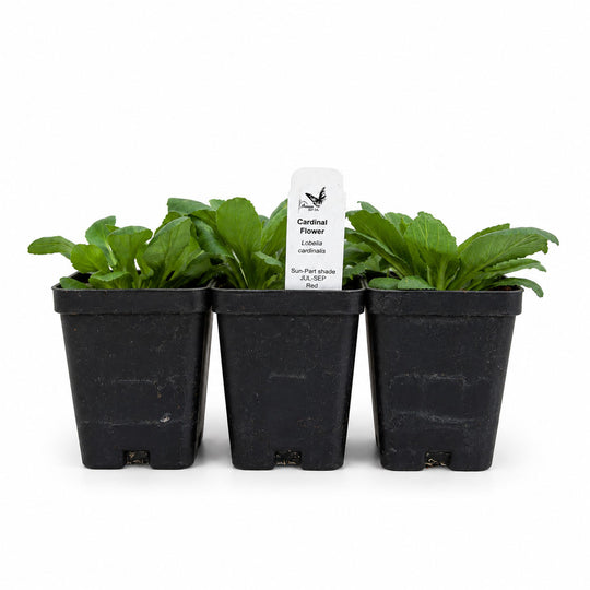 Three potted plants with a label on a white background