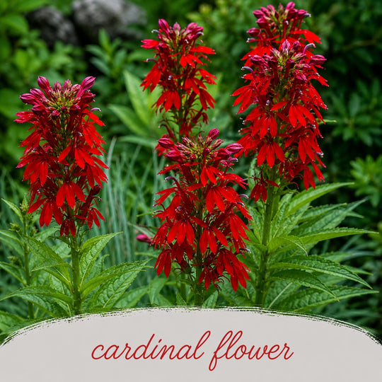 Red cardinal flower with green leaves on a natural background