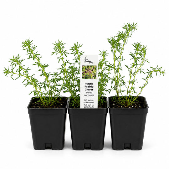 Three potted plants with a label on a white background