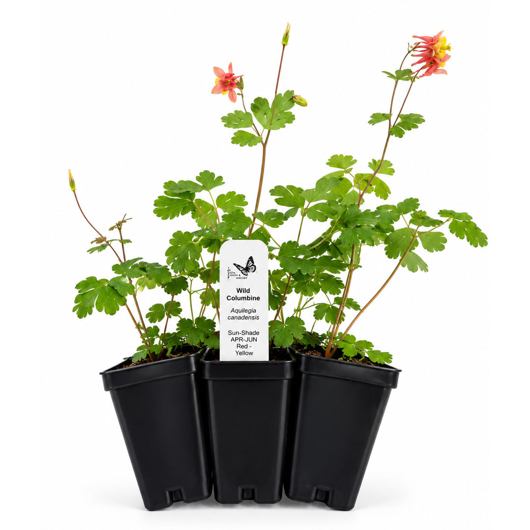 Three potted plants with red and yellow flowers on a white background