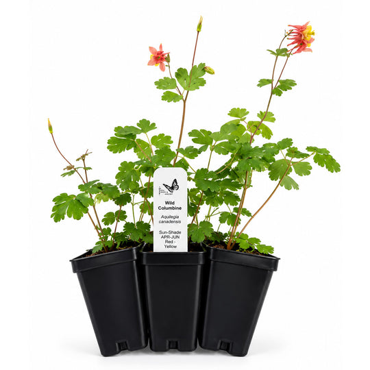 Three potted plants with red and yellow flowers on a white background
