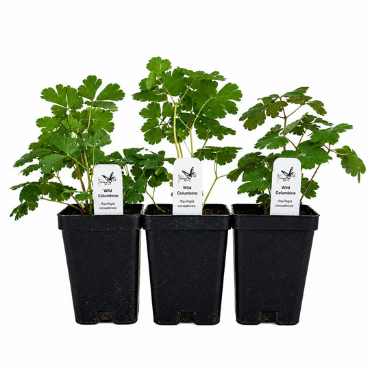 Three potted plants with labels on a white background