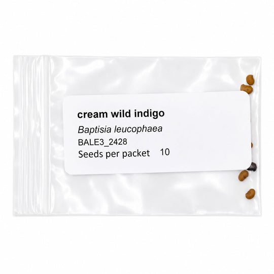 Seeds packet labeled 'cream wild indigo' with seeds visible on a white background