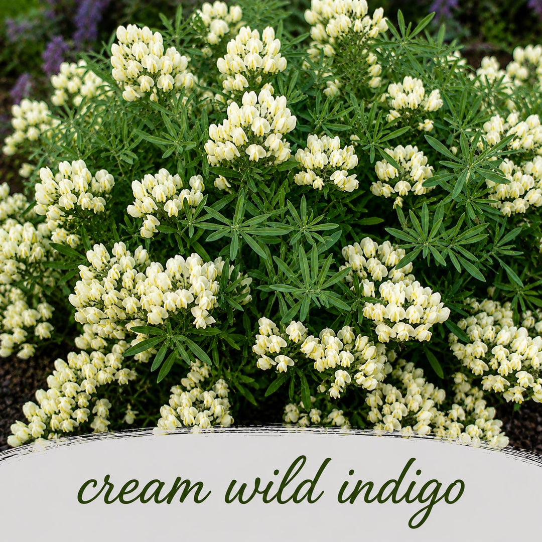 Cream-colored wild indigo flowers with green leaves on a blurred natural background