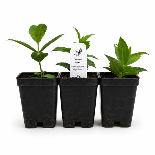 Three potted plants with a Culver's Root label on a white background