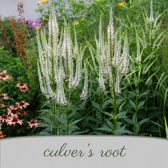 Culver's root plants in a garden setting with other flowers.