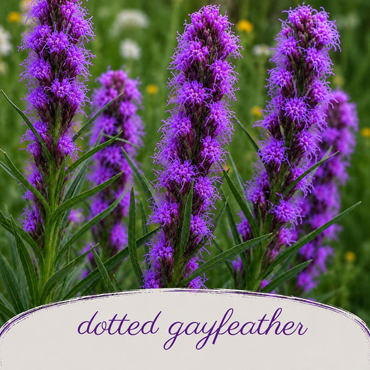 Purple dotted gayfeather flowers with a blurred green background