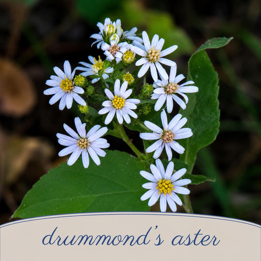 Drummond's Aster