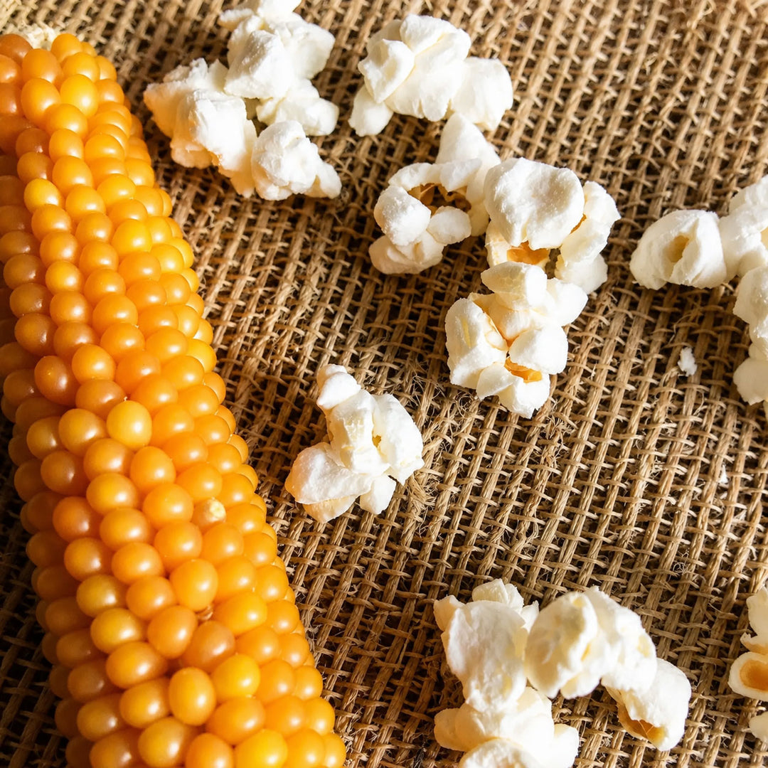 Corn kernel and popcorn on a burlap background