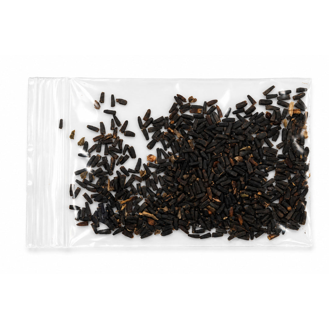 False Sunflower Seeds