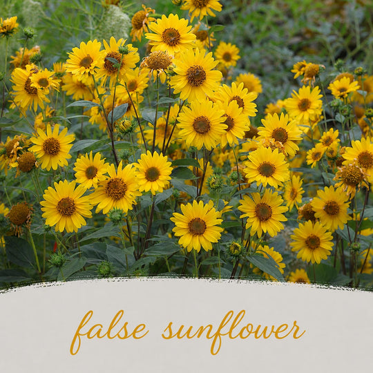 False sunflower flowers with green leaves on a blurred natural background