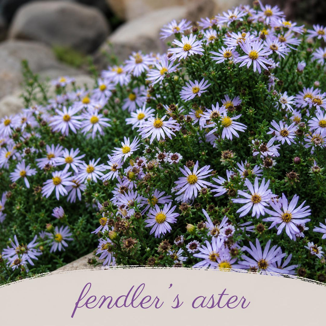 Close-up of fender's aster flowers with a blurred natural background