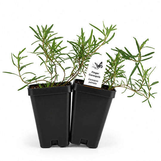 Two potted plants in black containers with a white background